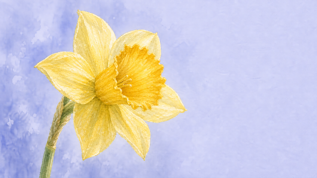 Watercolor yellow daffodil opening toward dawn light for Hope