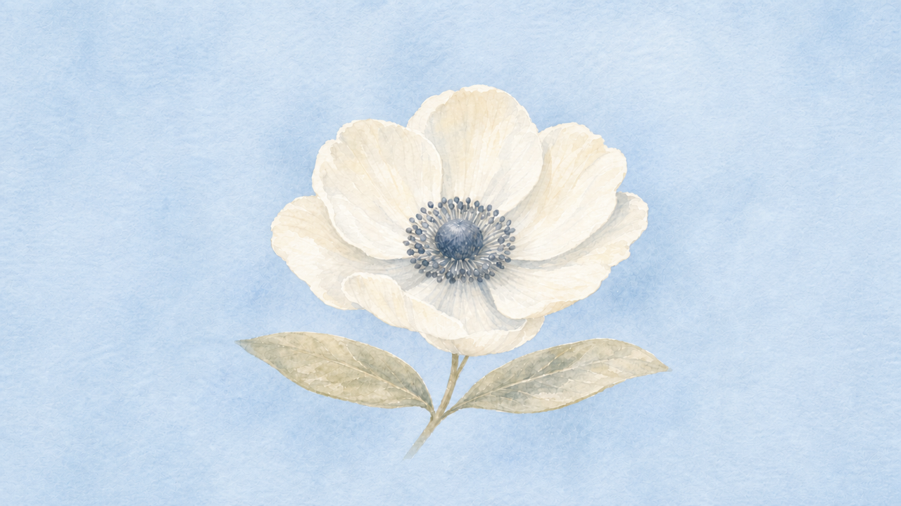 Centered watercolor white anemone for Peace