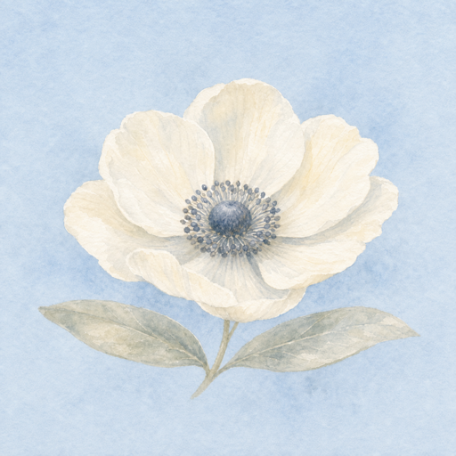 Centered watercolor white anemone for Peace